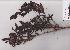  (Liparia splendens - AMM5678)  @11 [ ] No Rights Reserved  Unspecified Unspecified