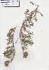  (Lotononis involucratus - Stirton13387)  @11 [ ] No Rights Reserved  Unspecified Unspecified