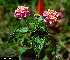  ( - MND-0011)  @11 [ ] No Rights Reserved  Unspecified Unspecified