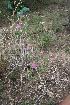  ( - MS109.1)  @11 [ ] No Rights Reserved  Unspecified Unspecified