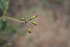  (Boerhavia pilosa - MS109.1)  @11 [ ] No Rights Reserved  Unspecified Unspecified