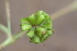  (Boerhavia cordobensis - MS112.1)  @11 [ ] No Rights Reserved  Unspecified Unspecified