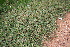  (Boerhavia erecta - MS133.1)  @11 [ ] No Rights Reserved  Unspecified Unspecified
