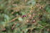  ( - MS133.1)  @11 [ ] No Rights Reserved  Unspecified Unspecified
