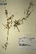  (Muraltia rigida - MWC18584)  @11 [ ] No Rights Reserved  Unspecified Unspecified