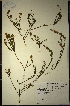  (Muraltia ericoides - MWC18592)  @11 [ ] No Rights Reserved  Unspecified Unspecified