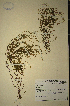  (Muraltia stipulacea - MWC18593)  @11 [ ] No Rights Reserved  Unspecified Unspecified