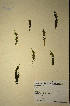  (Muraltia pubescens - MWC18594)  @11 [ ] No Rights Reserved  Unspecified Unspecified