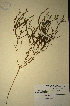  (Muraltia tenuifolia - MWC18602)  @11 [ ] No Rights Reserved  Unspecified Unspecified