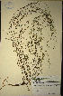  (Muraltia paludosa - MWC18604)  @11 [ ] No Rights Reserved  Unspecified Unspecified