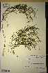 (Muraltia comptonii - MWC18605)  @11 [ ] No Rights Reserved  Unspecified Unspecified
