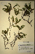  (Muraltia saxicola - MWC18608)  @11 [ ] No Rights Reserved  Unspecified Unspecified