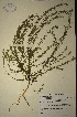  (Muraltia bolusii - MWC18610)  @11 [ ] No Rights Reserved  Unspecified Unspecified