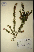  ( - MWC18612)  @11 [ ] No Rights Reserved  Unspecified Unspecified