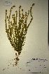  (Muraltia chameapitys - MWC18614)  @11 [ ] No Rights Reserved  Unspecified Unspecified