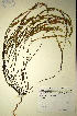  (Muraltia filiformis - MWC18631)  @11 [ ] No Rights Reserved  Unspecified Unspecified