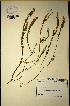  (Muraltia spicata - MWC18632)  @11 [ ] No Rights Reserved  Unspecified Unspecified