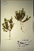  (Muraltia thunbergii - MWC18633)  @11 [ ] No Rights Reserved  Unspecified Unspecified