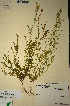  (Muraltia oxysepala - MWC18640)  @11 [ ] No Rights Reserved  Unspecified Unspecified