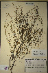  (Muraltia pauciflora - MWC18641)  @11 [ ] No Rights Reserved  Unspecified Unspecified
