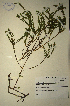  (Muraltia satureioides - MWC18646)  @11 [ ] No Rights Reserved  Unspecified Unspecified