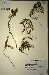  (Muraltia mutabilis - MWC18649)  @11 [ ] No Rights Reserved  Unspecified Unspecified