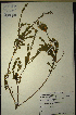  (Muraltia harveyana - MWC18656)  @11 [ ] No Rights Reserved  Unspecified Unspecified