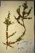  (Muraltia ononidifolia - MWC18658)  @11 [ ] No Rights Reserved  Unspecified Unspecified