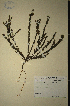  (Muraltia cyclolopha - MWC18660)  @11 [ ] No Rights Reserved  Unspecified Unspecified
