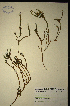  (Muraltia salsolaceae - MWC18661)  @11 [ ] No Rights Reserved  Unspecified Unspecified