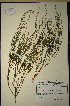  (Muraltia alopecuroides - MWC18662)  @11 [ ] No Rights Reserved  Unspecified Unspecified
