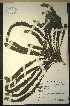  (Muraltia aspalatha - MWC18663)  @11 [ ] No Rights Reserved  Unspecified Unspecified