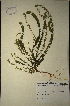  (Muraltia vulpina - MWC18664)  @11 [ ] No Rights Reserved  Unspecified Unspecified