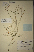  (Muraltia angulosa - MWC18667)  @11 [ ] No Rights Reserved  Unspecified Unspecified