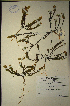  (Muraltia rhamnoides - MWC18668)  @11 [ ] No Rights Reserved  Unspecified Unspecified