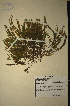  (Muraltia ciliaris - MWC18669)  @11 [ ] No Rights Reserved  Unspecified Unspecified