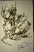  (Muraltia arachnoidea - MWC18671)  @11 [ ] No Rights Reserved  Unspecified Unspecified