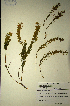  (Muraltia rosmarinifolia - MWC18672)  @11 [ ] No Rights Reserved  Unspecified Unspecified