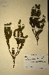  (Muraltia squarrosa - MWC18673)  @11 [ ] No Rights Reserved  Unspecified Unspecified