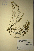  (Muraltia empleuridioides - MWC18697)  @11 [ ] No Rights Reserved  Unspecified Unspecified