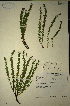  (Muraltia lancifolia - MWC18702)  @11 [ ] No Rights Reserved  Unspecified Unspecified