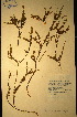  (Muraltia pillansii - MWC18703)  @11 [ ] No Rights Reserved  Unspecified Unspecified