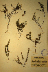  (Muraltia asparigifolia - MWC18707)  @11 [ ] No Rights Reserved  Unspecified Unspecified