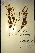  (Muraltia carnosa - MWC18712)  @11 [ ] No Rights Reserved  Unspecified Unspecified