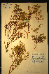  (Muraltia crassifolia - MWC18717)  @11 [ ] No Rights Reserved  Unspecified Unspecified