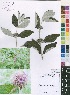  (Neuracanthus - McCleland0874)  @11 [ ] No Rights Reserved  Unspecified Unspecified