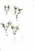  (Euphorbia neopolycnemoides - OM0420)  @11 [ ] No Rights Reserved  Unspecified Unspecified
