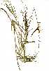  (Tephrosia longipes - OM0725)  @11 [ ] No Rights Reserved  Unspecified Unspecified