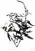  (Buchnera - OM0891)  @11 [ ] No Rights Reserved  Unspecified Unspecified