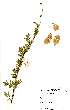  (Acacia senegal - OM1062)  @13 [ ] No Rights Reserved  Unspecified Unspecified